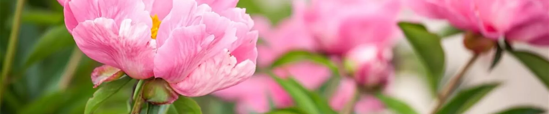 Pfingstrose-Tipps.jpg Pfingstrose-Tipps.jpg