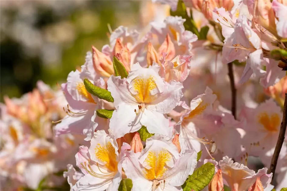 Rhododendron: Tipps zum Einpflanzen & Pflegen (inkl. Video)