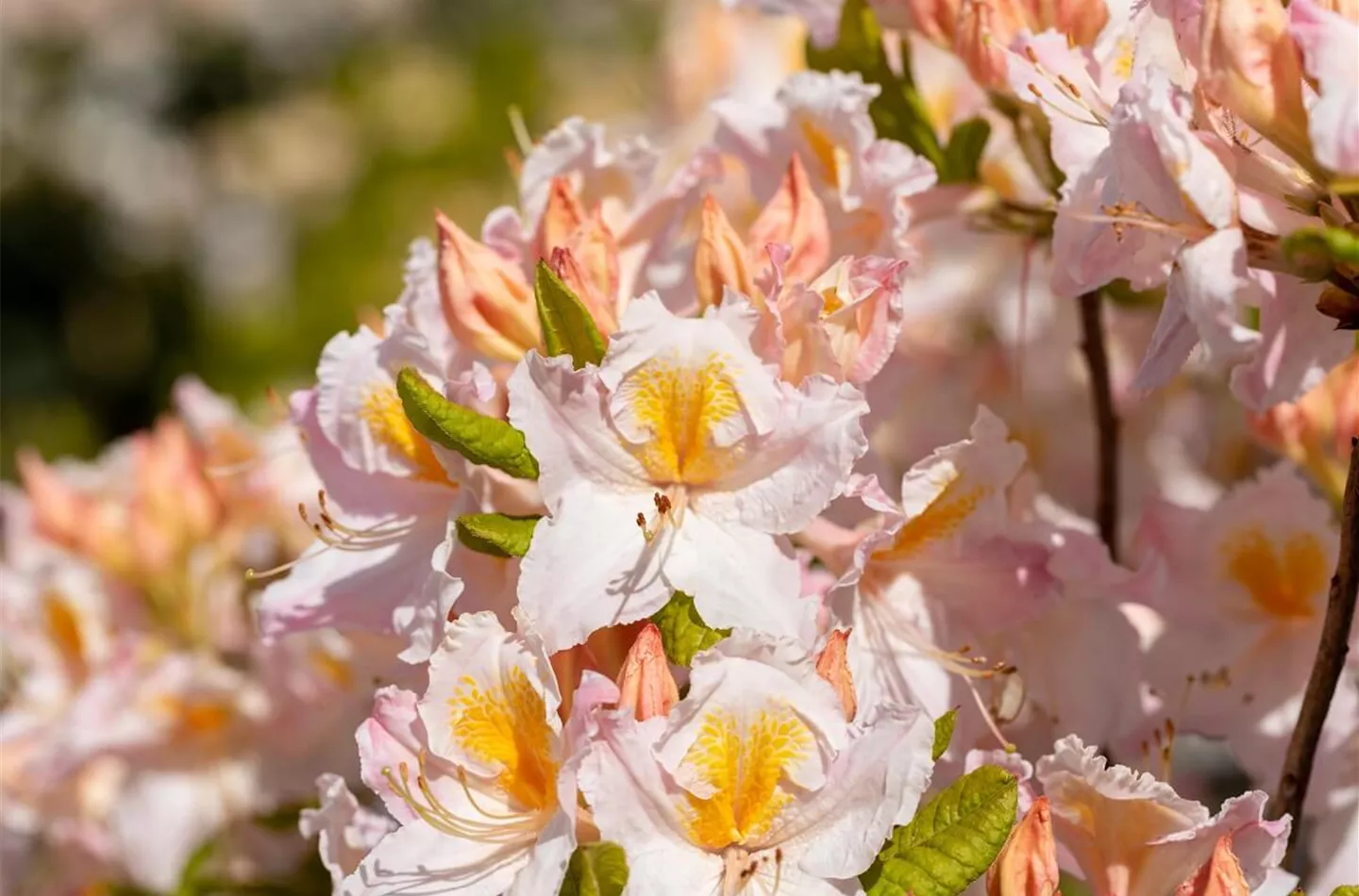 Rhododendron: Tipps zum Einpflanzen & Pflegen (inkl. Video)
