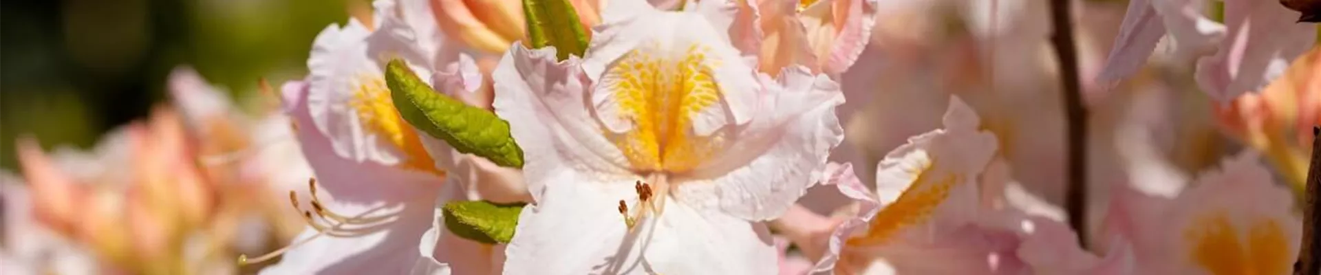 Rhododendron.jpg Rhododendron.jpg