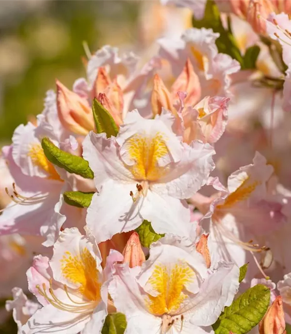 Rhododendron: Tipps zum Einpflanzen & Pflegen (inkl. Video)
