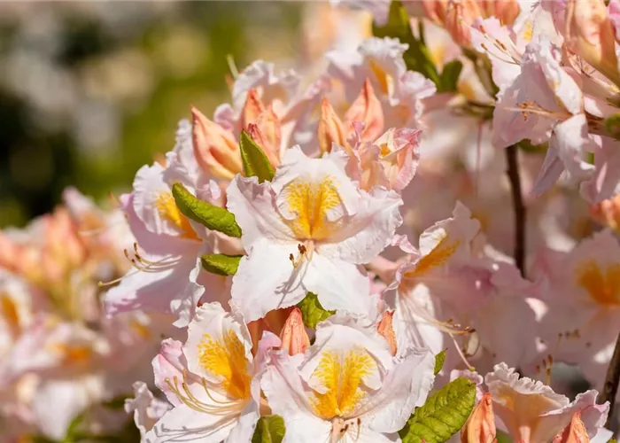 Rhododendron: Tipps zum Einpflanzen & Pflegen (inkl. Video)