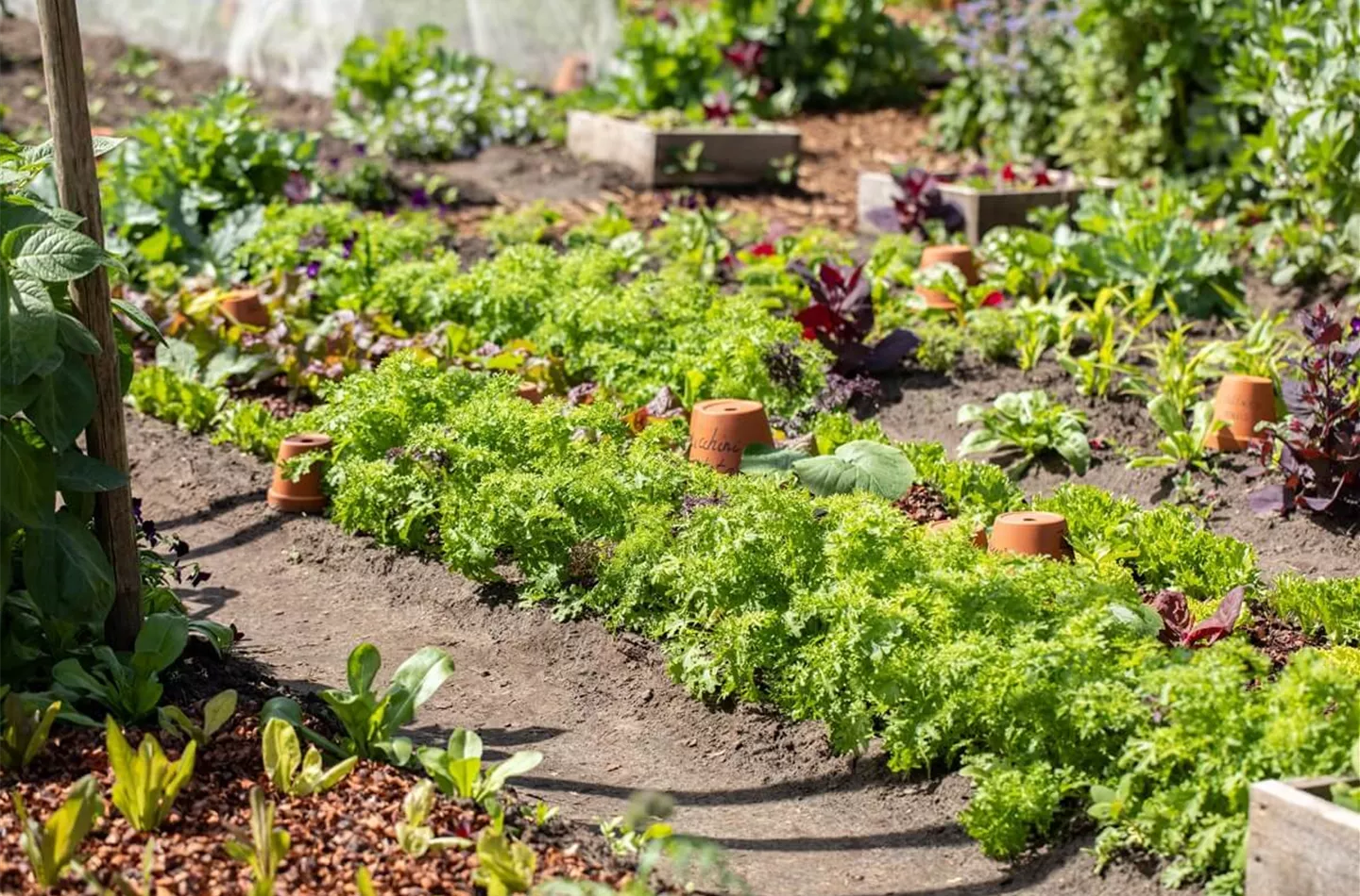 Nutzgarten anlegen: Gestaltungstipps & Ideen 