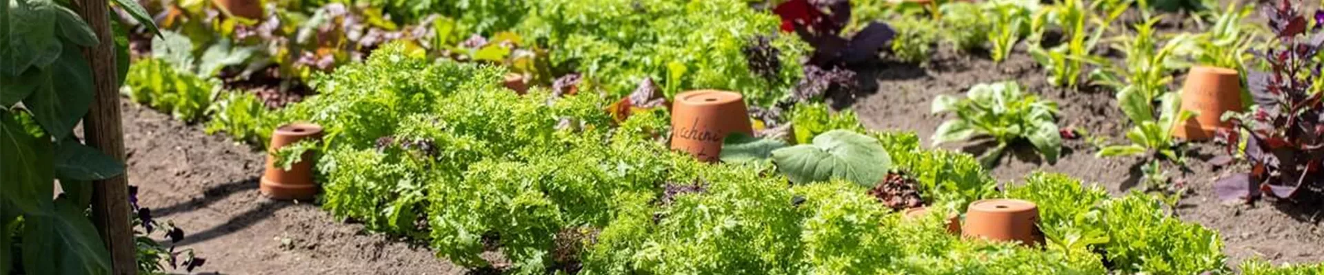 Nutzgarten-anlegen-Ideen.jpg Nutzgarten-anlegen-Ideen.jpg