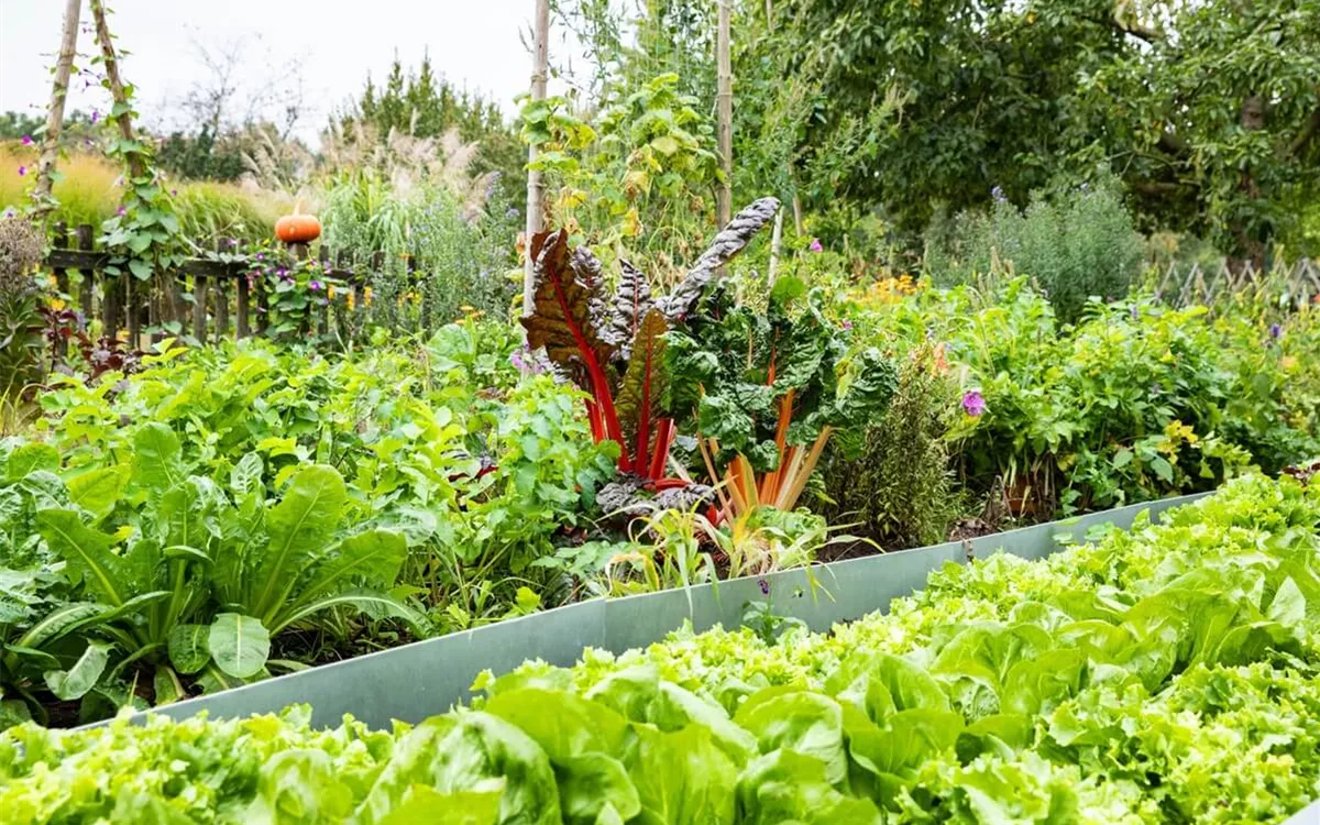 Nutzgarten und Gemüsegarten