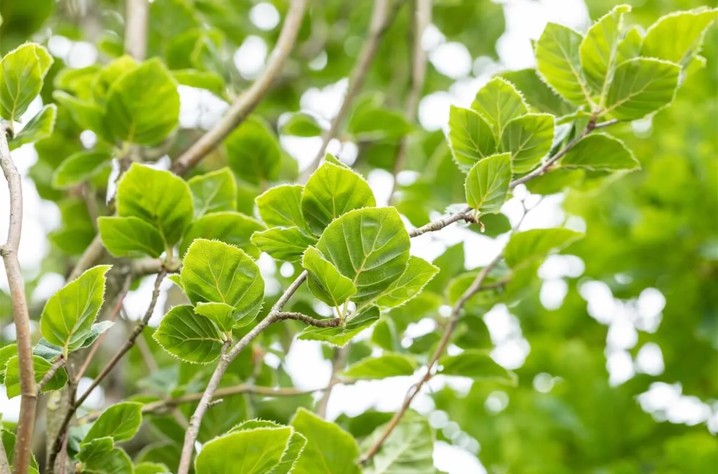 Rotbuche pflanzen: Anleitung & Tipps (inkl. Video)