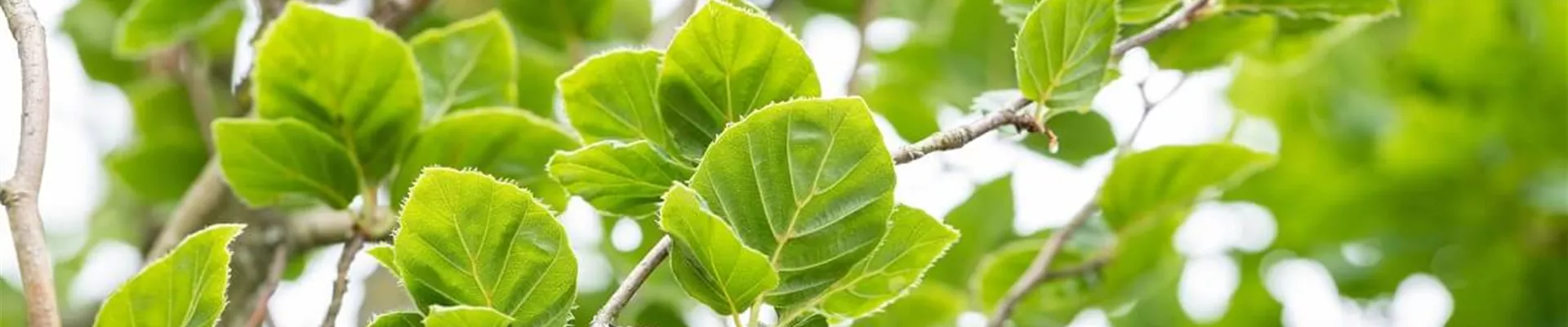 Rotbuche.jpg Rotbuche.jpg