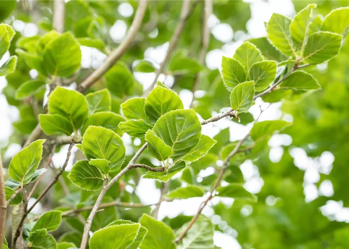 Rotbuche pflanzen: Anleitung & Tipps (inkl. Video)