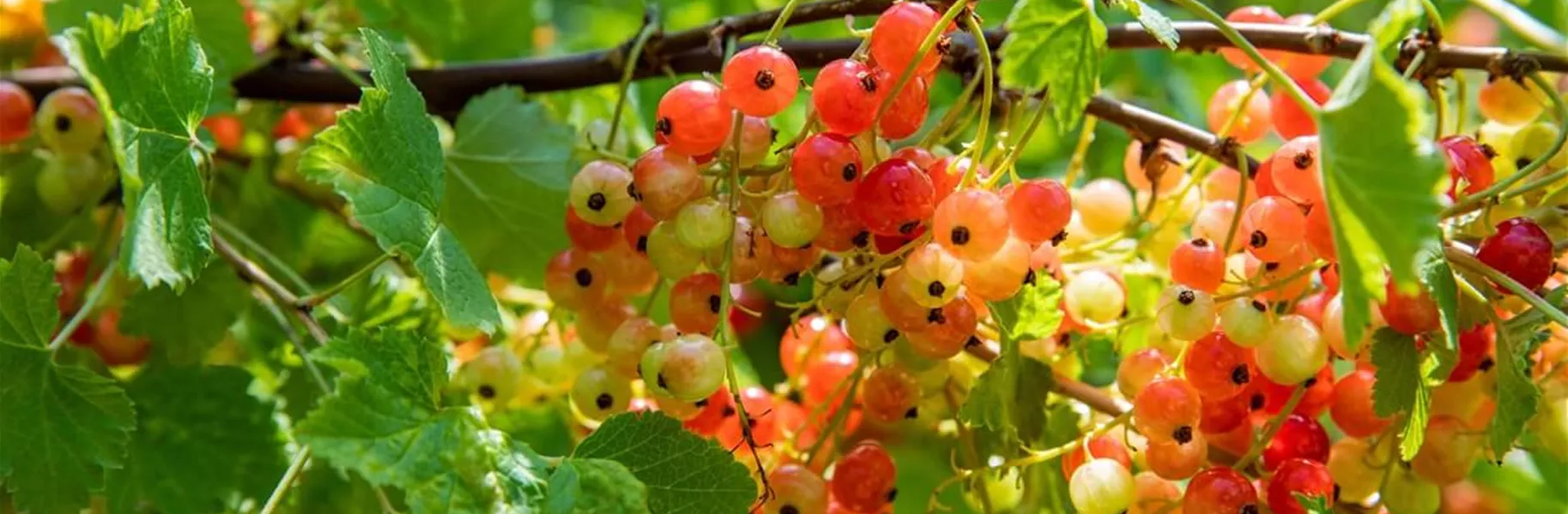 Obststräucher für den Nutzgarten