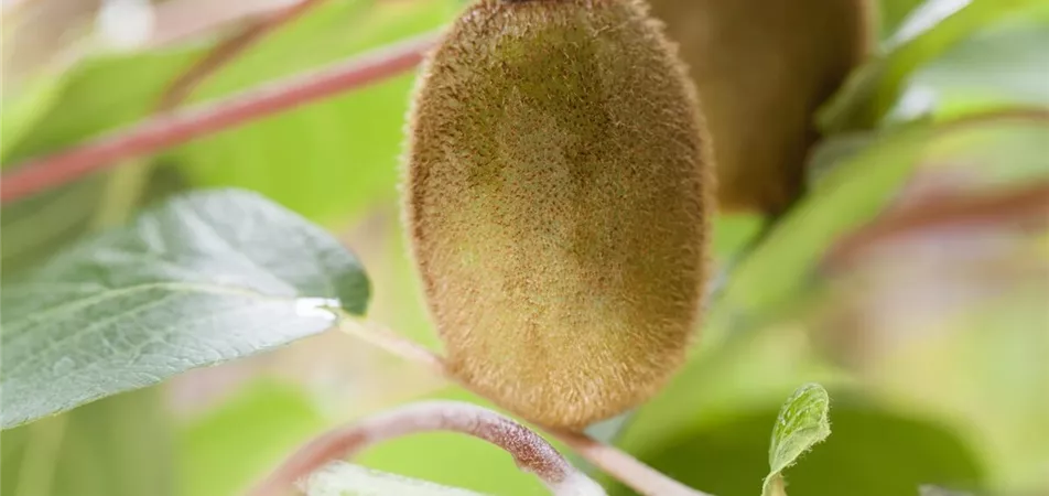 Kiwi im Nutzgarten