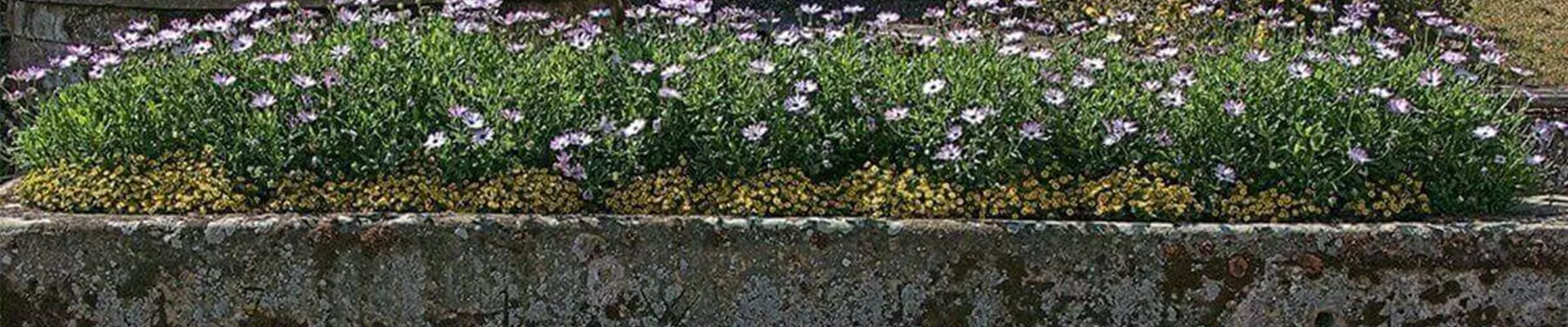 Steintrog-bepflanzen-anleitung-ideen.jpg Steintrog-bepflanzen-anleitung-ideen.jpg