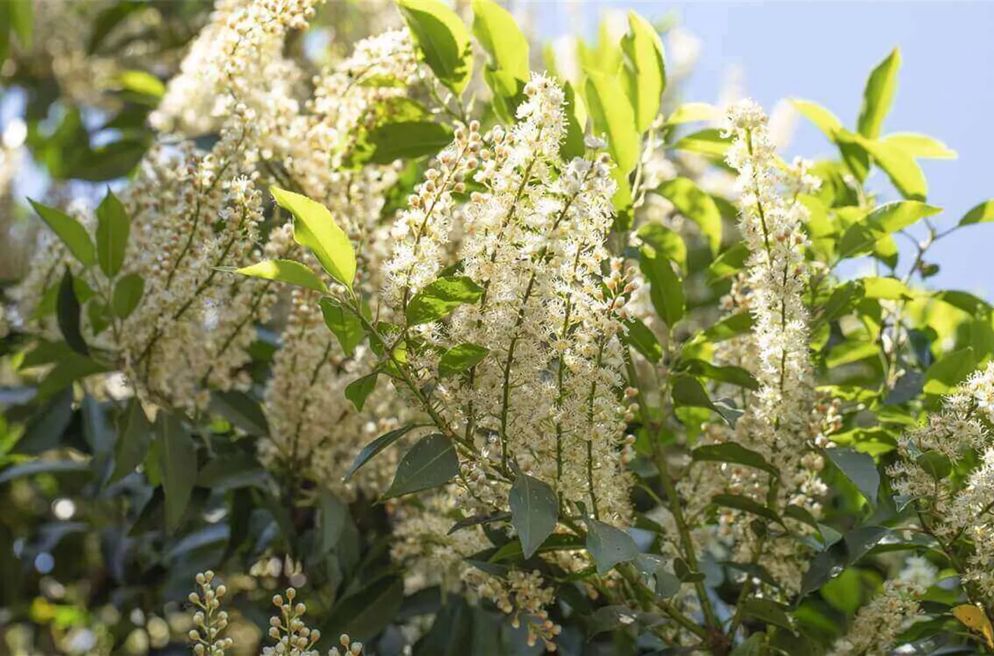 Portugiesischer Kirschlorbeer: Pflege und Tipps (mit Video)