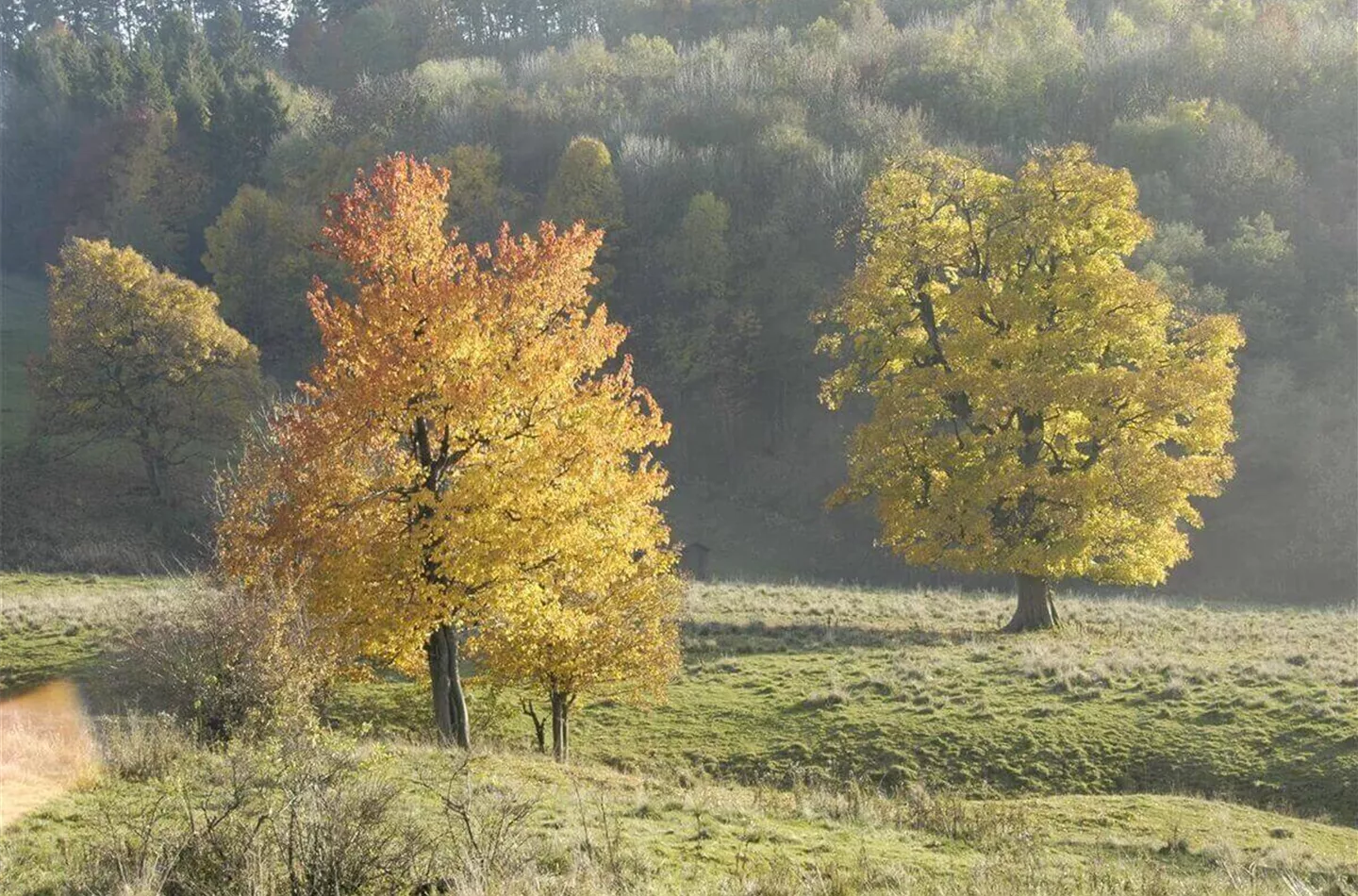 12 Klimabäume (Ideen) für Städte, Kommunen & Gärten