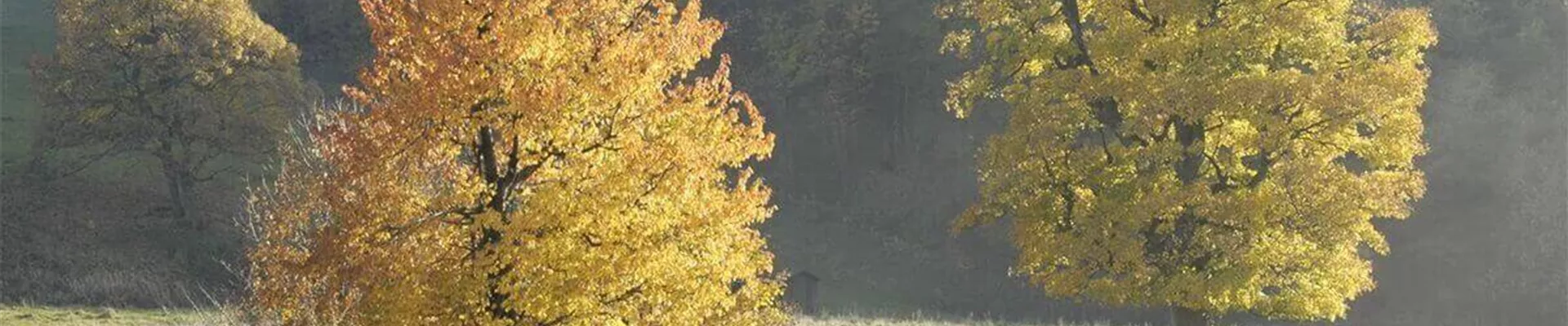 Klimabaum.jpg Klimabaum.jpg