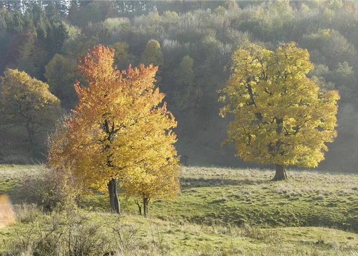 12 Klimabäume (Ideen) für Städte, Kommunen & Gärten 12 Klimabäume (Ideen) für Städte, Kommunen & Gärten