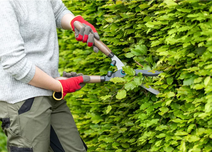 Hecke schneiden: Anleitung & Tipps (inkl. Video)