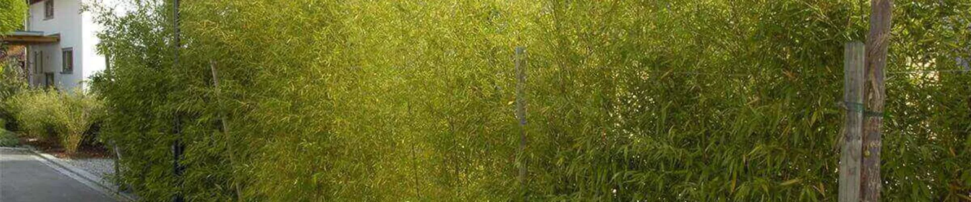 Bambus-pflanzen-Garten.jpg Bambus-pflanzen-Garten.jpg