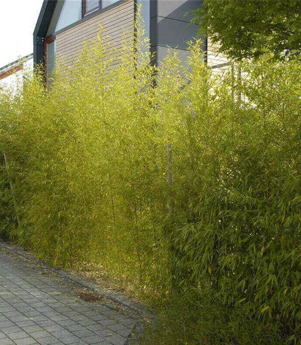 Bambus pflanzen: Tipps mit Video