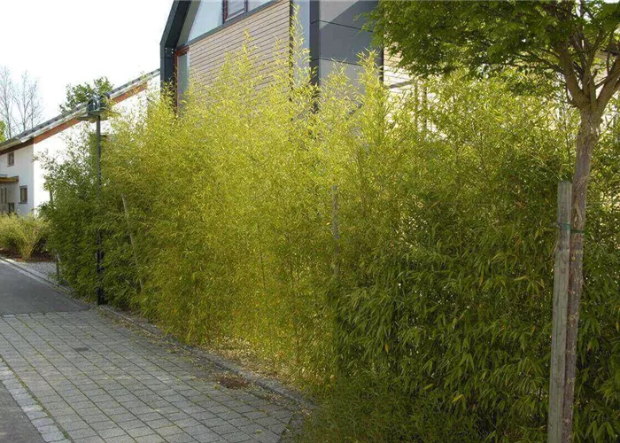 Bambus pflanzen: Tipps mit Video