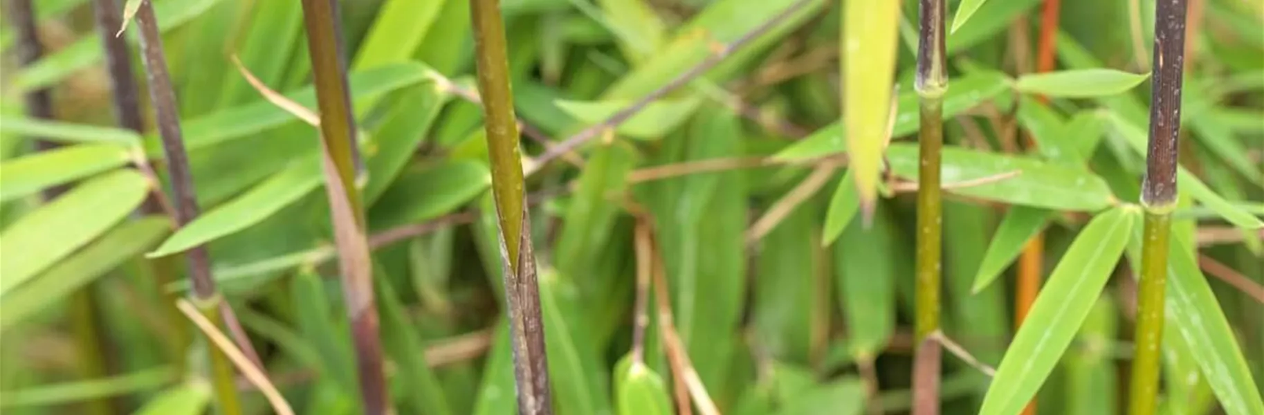 Flachrohrbambus
