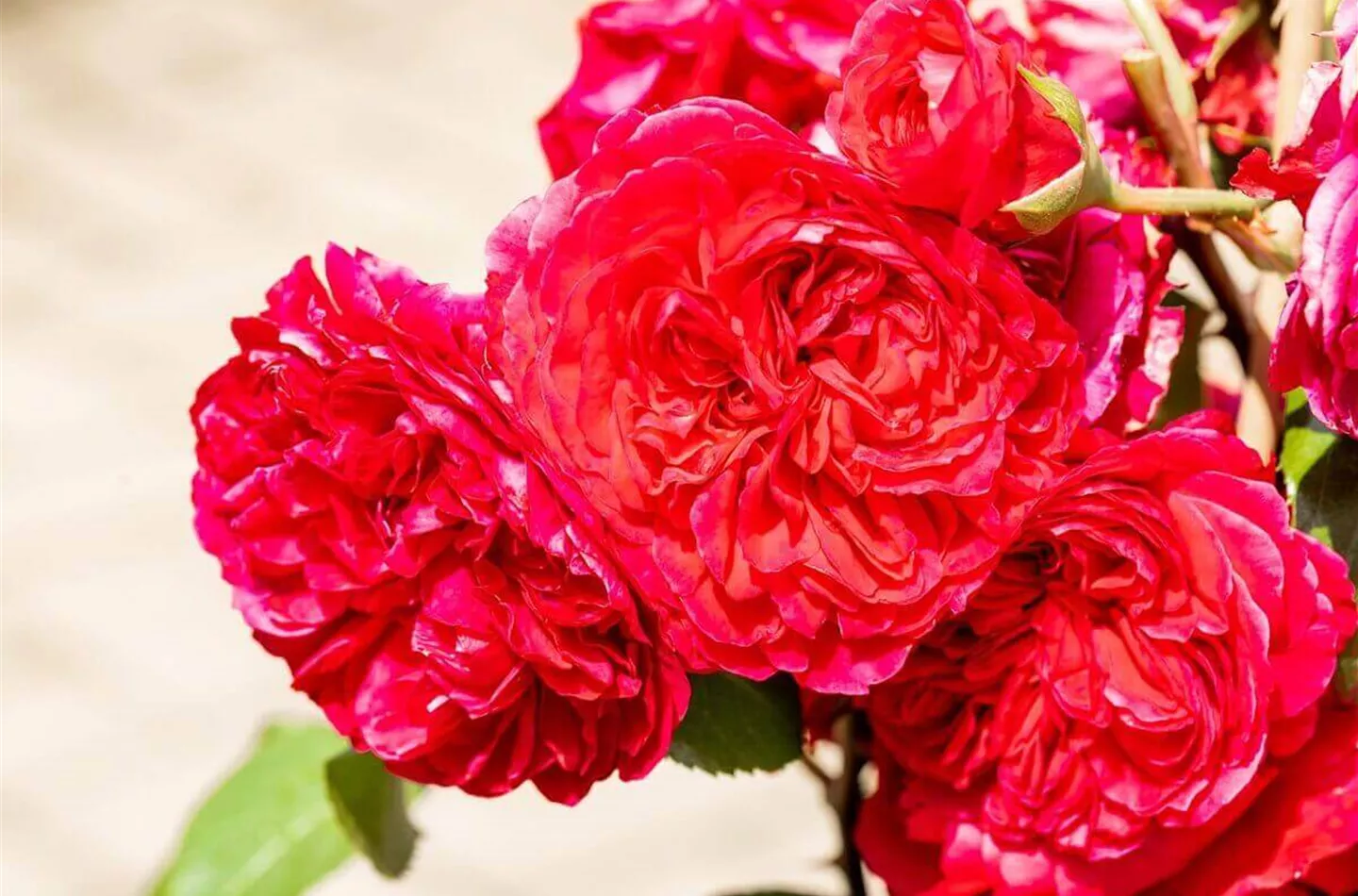 Beetrosen richtig schneiden: Anleitung (mit Video)