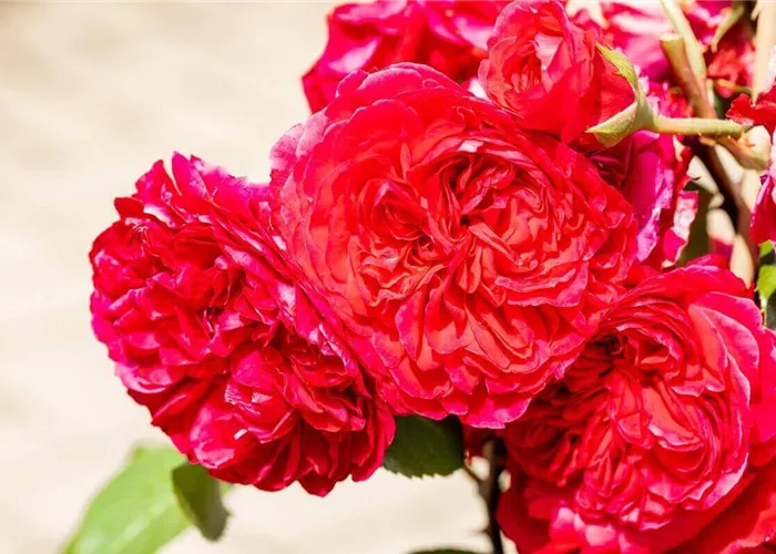 Beetrosen richtig schneiden: Anleitung (mit Video)