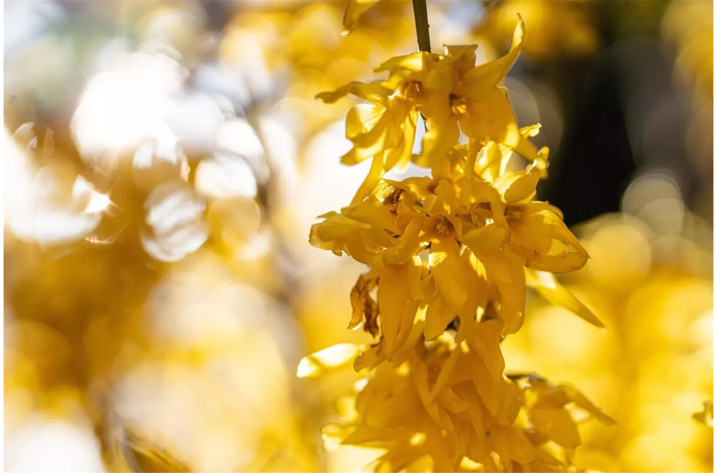 Forsythie richtig pflanzen (mit Video)