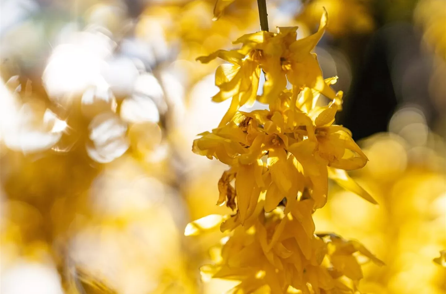 Forsythie richtig pflanzen (mit Video)