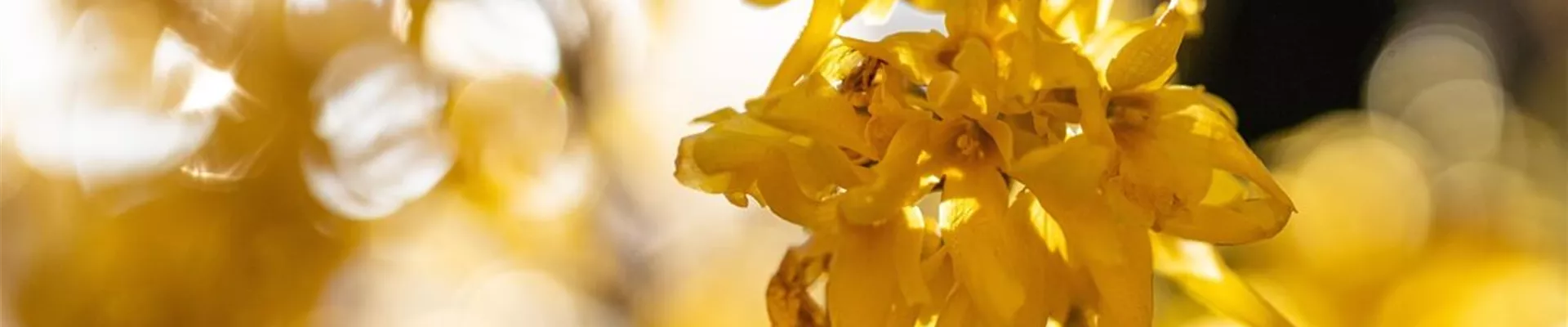 Forsythie.jpg Forsythie.jpg