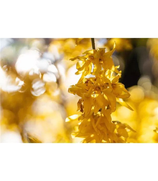 Forsythie richtig pflanzen (mit Video)