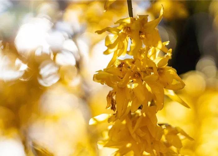 Forsythie richtig pflanzen (mit Video)