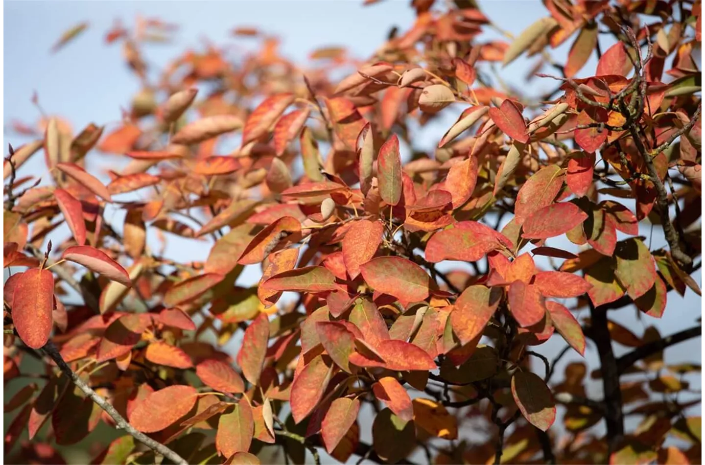 Felsenbirne richtig pflanzen und pflegen (mit Video)