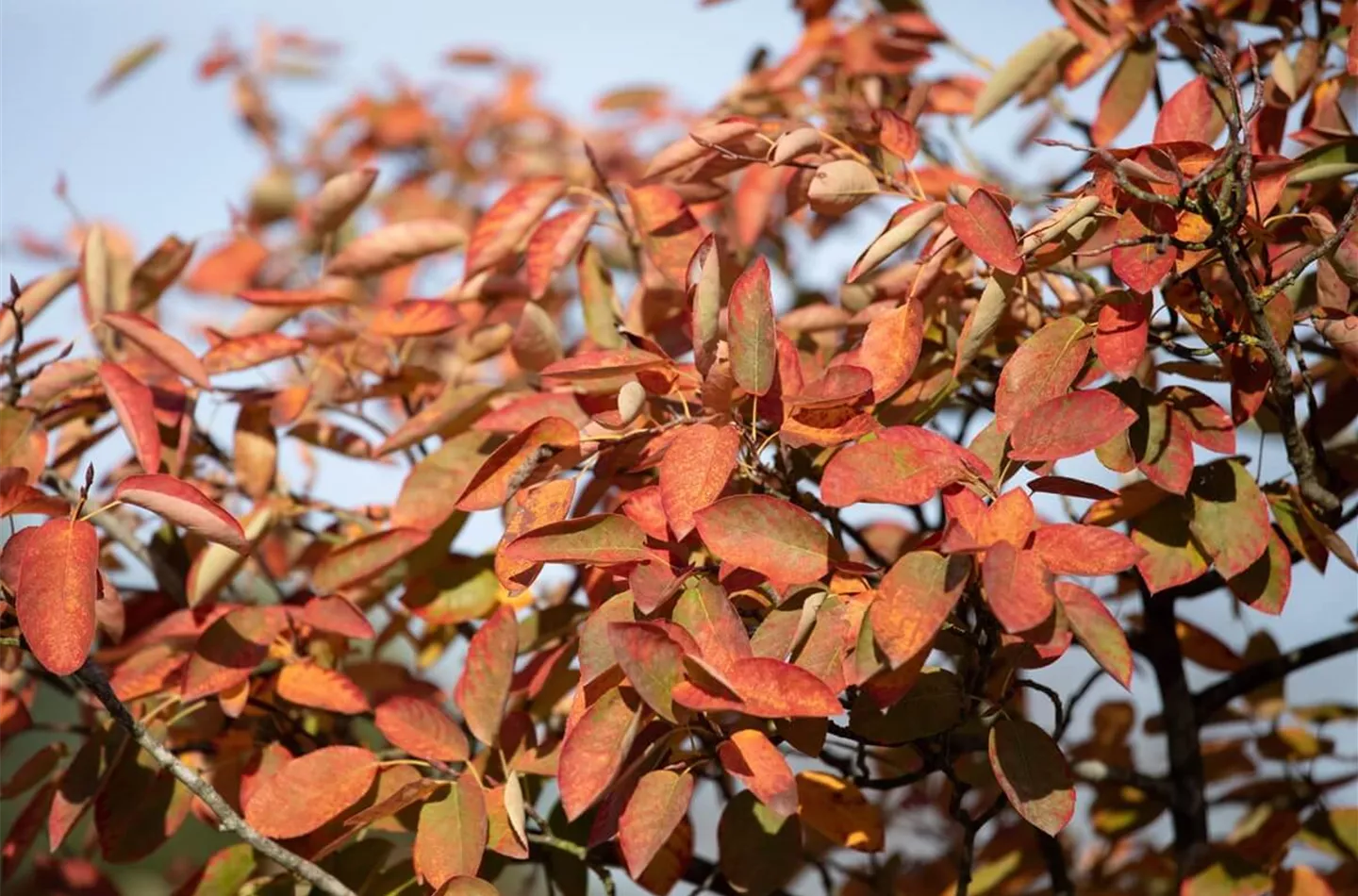 Felsenbirne richtig pflanzen und pflegen (mit Video)