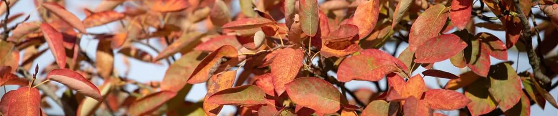 Felsenbirne.jpg Felsenbirne.jpg