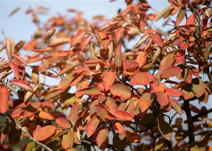 Felsenbirne richtig pflanzen und pflegen (mit Video)
