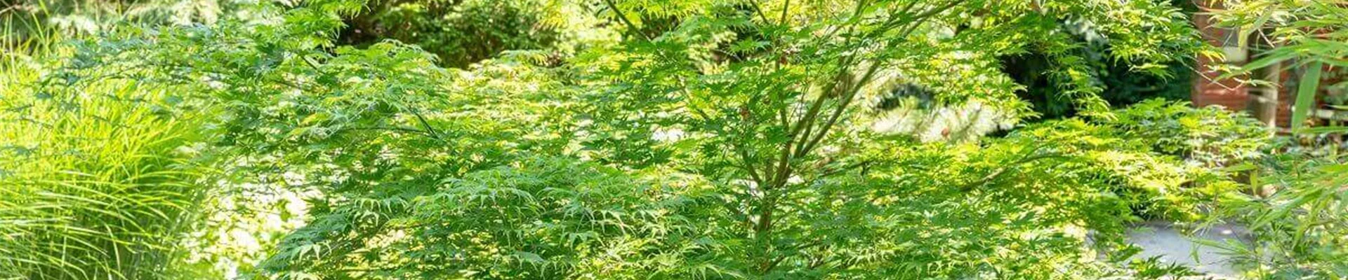 Faecherahorn.jpg Faecherahorn.jpg