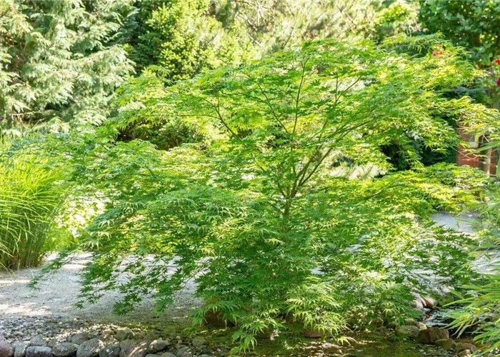 Fächerahorn richtig pflanzen (mit Video)