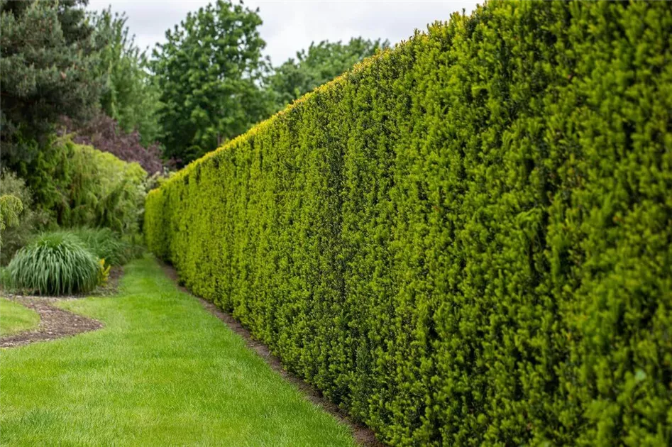 Eiben-Hecke pflanzen: Anleitung und Tipps (mit Video)