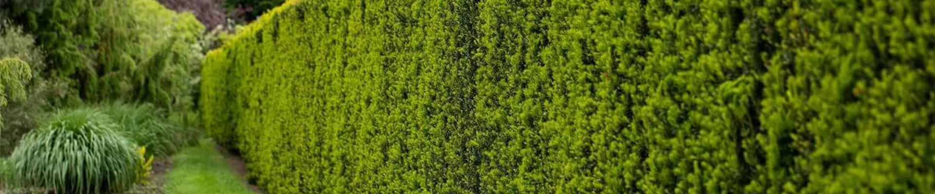 Eibe-pflanzen.jpg Eibe-pflanzen.jpg