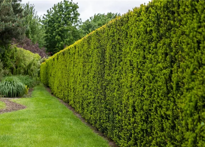 Eiben-Hecke pflanzen: Anleitung und Tipps (mit Video)