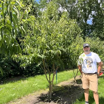 Schirmform 200-250 24-A21 1490 - Heptacodium - Heptacodium miconioides - Collection