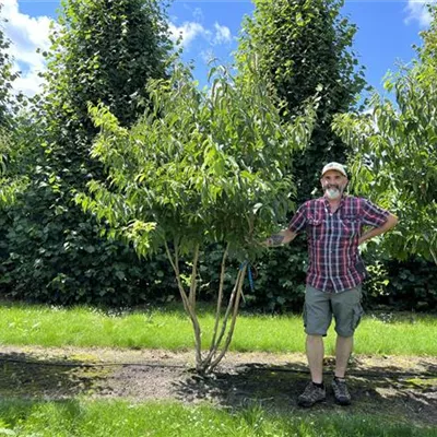 Schirmform 200-250 24-A22 1490 - Heptacodium - Heptacodium miconioides - Collection