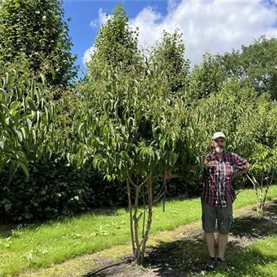 Schirmform 200-250 24-A24 1490 - Heptacodium - Heptacodium miconioides - Collection