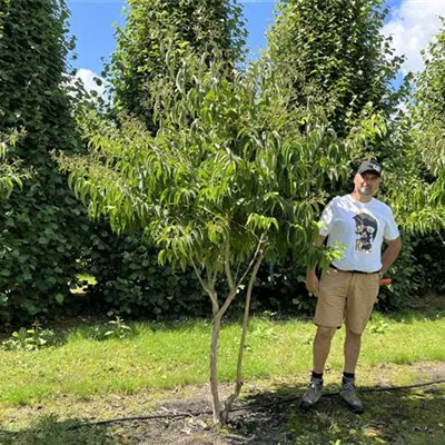 Schirmform 200-250 24-A25 1490 - Heptacodium - Heptacodium miconioides - Collection