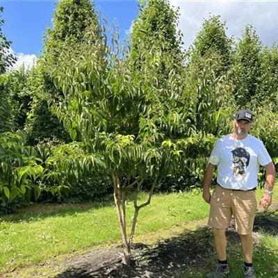 Schirmform 200-250 24-A26 1490 - Heptacodium - Heptacodium miconioides - Collection