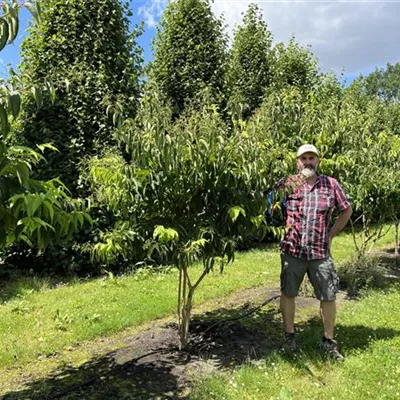 Schirmform 200-250 24-A29 1490 - Heptacodium - Heptacodium miconioides - Collection
