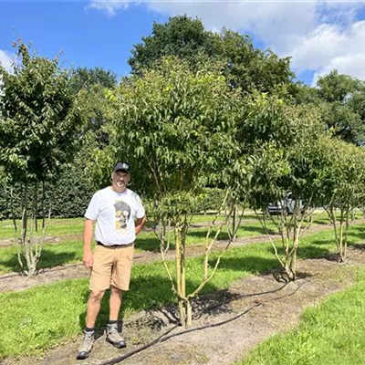 Schirmform 150-200 x 250-300 24-A57 1950 - Heptacodium - Heptacodium miconioides - Collection