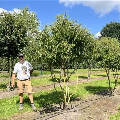 Schirmform 150-200 x 200-250 24-A58 1650 - Heptacodium - Heptacodium miconioides - Collection