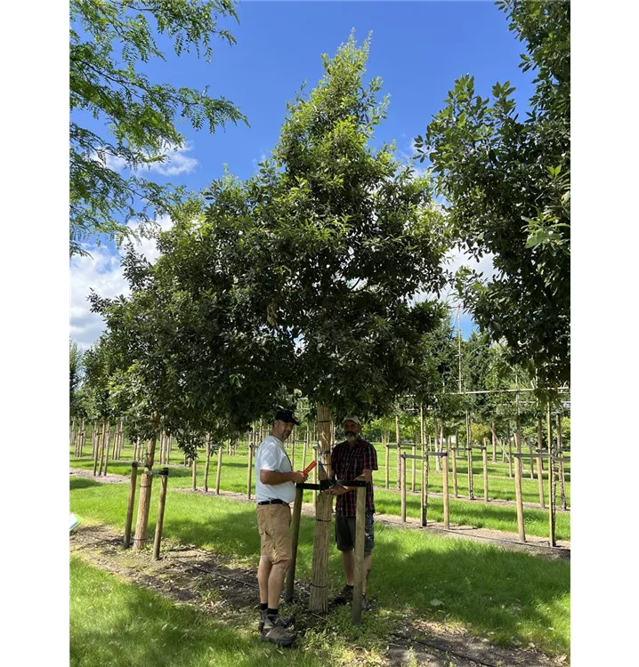Spanische Eiche 'Wageningen' - Quercus hispanica 'Wageningen' - Collection