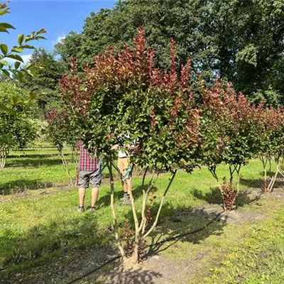 Schirmform 200-250 24-B35 2240 - Chinesische Kräuselmyrte 'Dynamite' - Lagerstroemia indica 'Dynamite' -R- - Collection